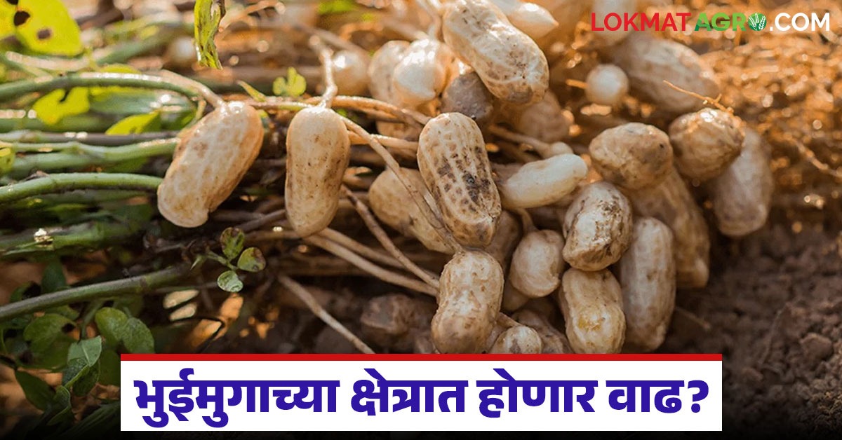 भूजलस्तरात वाढ झाल्याने यंदा उन्हाळी भुईमुगाचे क्षेत्र वाढणार; वाचा ...