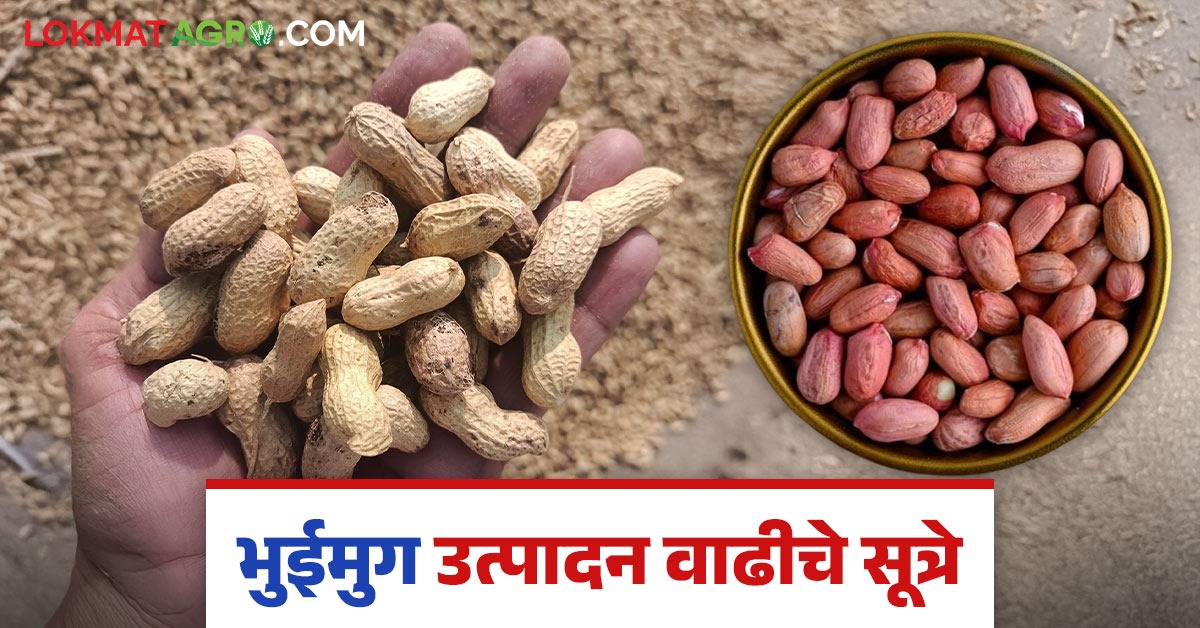 Bhuimug Utpadan : भुईमुगातील शेंगाचे व तेलाचे उत्पादन वाढविण्यासाठी करा ...