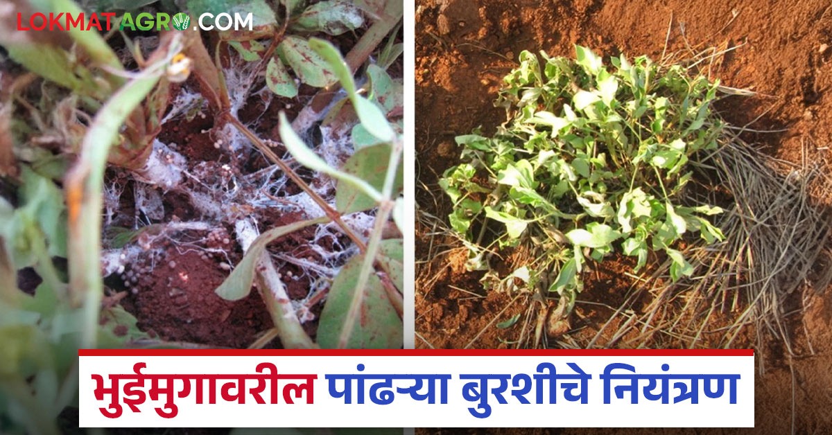 भुईमुगाची मुळं सडली अन् खोडावर पांढरी बुरशी आलीय; कशी रोखणार? वाचा ...