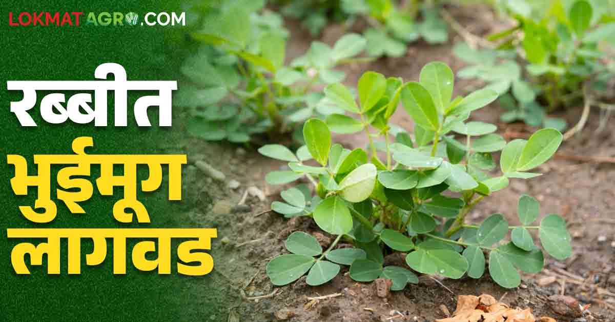 Bhuimug Lagwad : कोकणात प्लास्टिक आच्छादनावर रब्बी भुईमूग फायदेशीर कशी ...