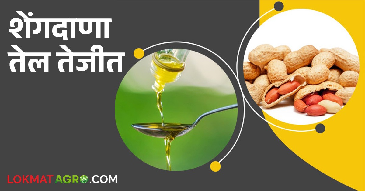 Bhuimug Bajar Bhav : शेंगदाणा तेलाला तेजी; पण भुईमूग शेंगांना मंदी ...