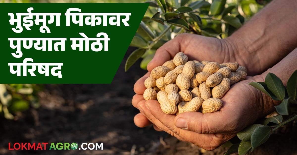 भुईमूग पिकावर पुण्यात मंथन; देशातील १९ राज्यांमधून १५० पेक्षा अधिक ...