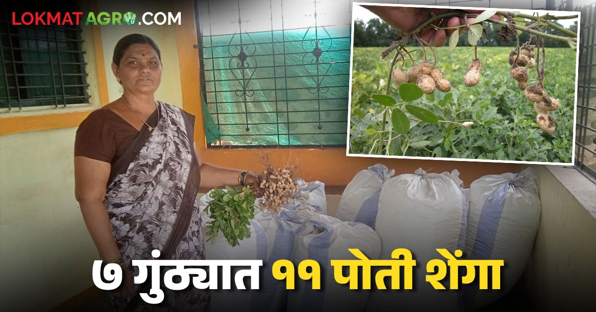 जुन्नरच्या महिला शेतकऱ्याने भुईमुग पिकात काढले भरघोस उत्पादन; सात ...