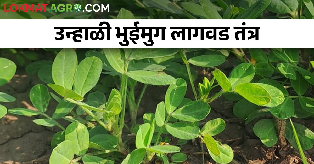 उत्पादन वाढीसाठी उन्हाळी भुईमुगाची लागवड कशी कराल? | How to cultivation ...