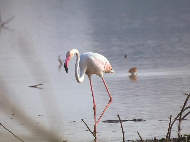 Bird Watching with Kids | Free Bird Watching Journal Story - Hess UnAcademy