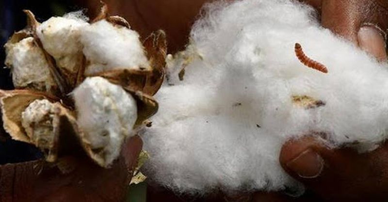Bholda Insect विदर्भात बोंडअळीचे नवे हॉटस्पॉट! Akola Marathi News | Bolworm's new ...
