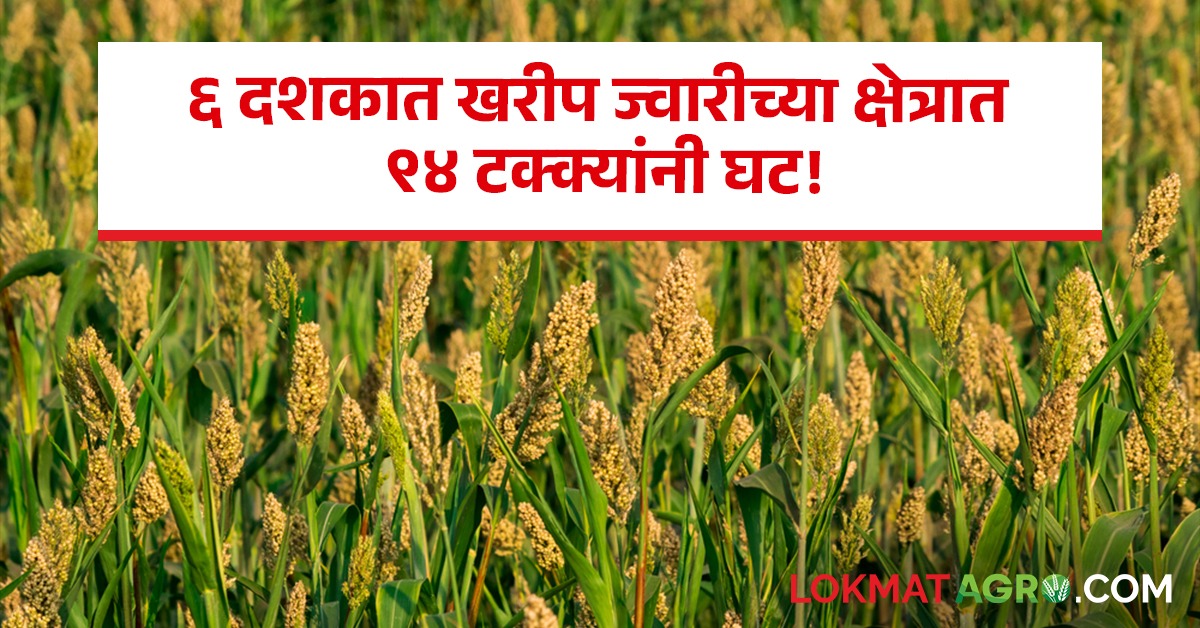 Sorghum धक्कादायक मागच्या ६ दशकात खरीप ज्वारीच्या क्षेत्रात तब्बल ९४ टक्क्यांनी घट Sorghum