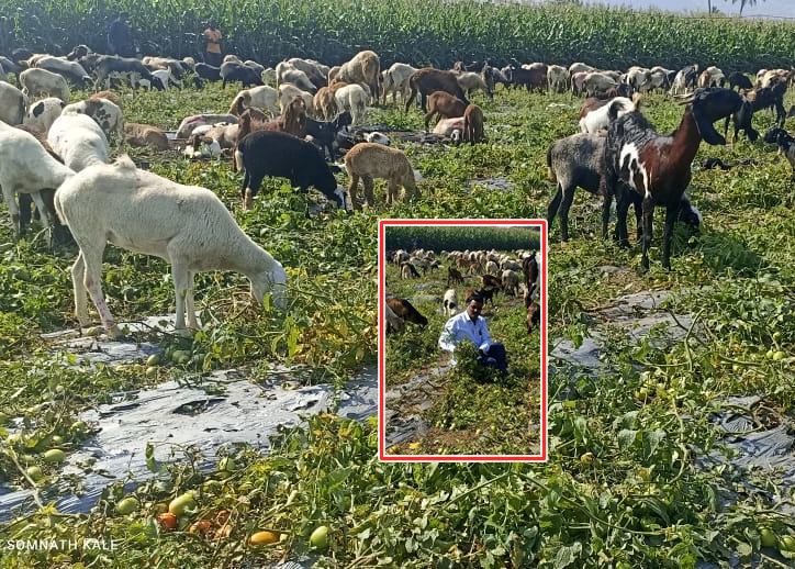 हाती कोऱ्याच पावत्या; बळीराजाने टोमॅटोच्या शेतात सोडल्या शेळ्या अन् ...