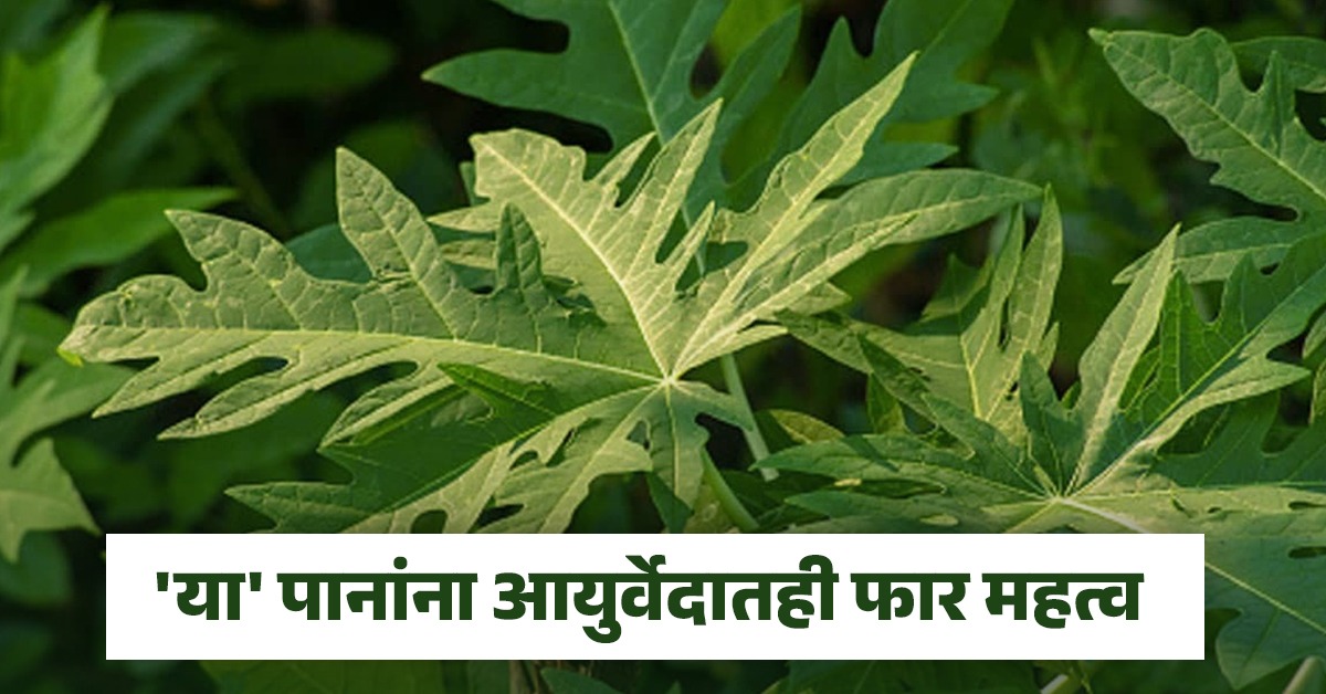 वेगवेगळ्या उपचारांसाठी केला जातो 'या' पानांचा वापर, याच्या रसाने अनेक