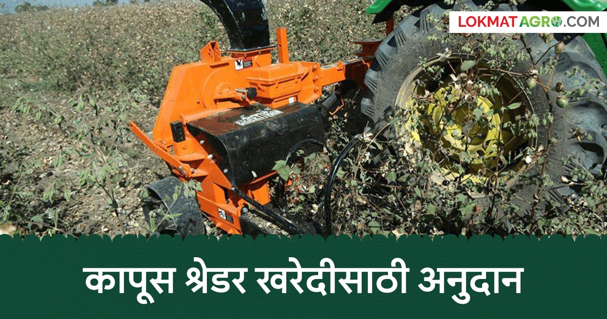 राज्यातील 'या' १९ जिल्ह्यांतील शेतकऱ्यांना कापूस श्रेडर खरेदीसाठी मिळणार ७५ हजारांपर्यंत अनुदान; कसा कराल अ...