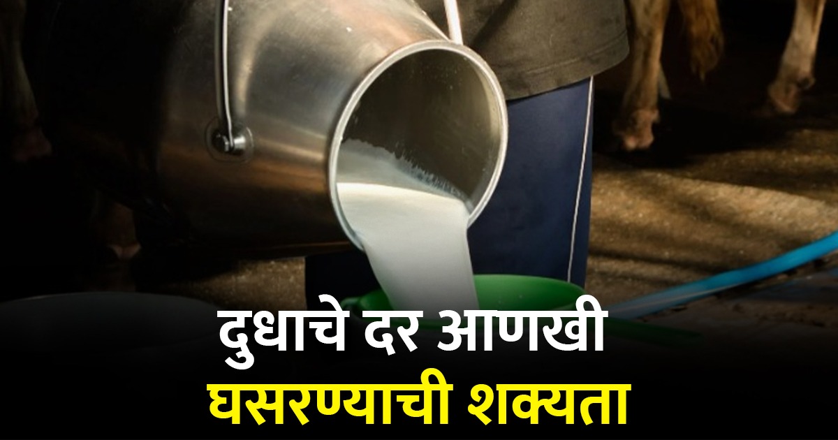 गाय दुधाच्या दरातील घसरण थांबेना; आणखी दर घसरणार Cow milk prices