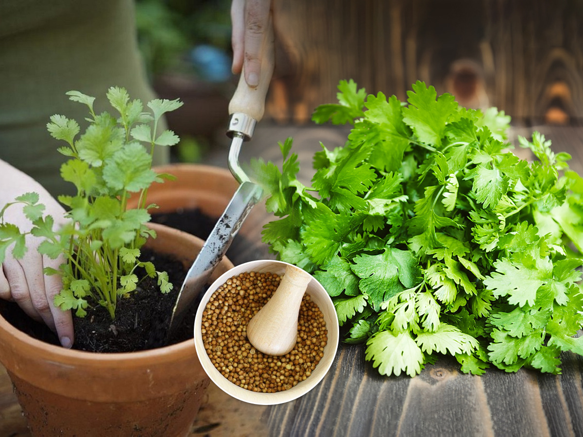 कोथिंबीर आणली की लगेच वाळून जाते? कुंडीत कोथिंबीर पिकवण्याची सोपी पद्धत