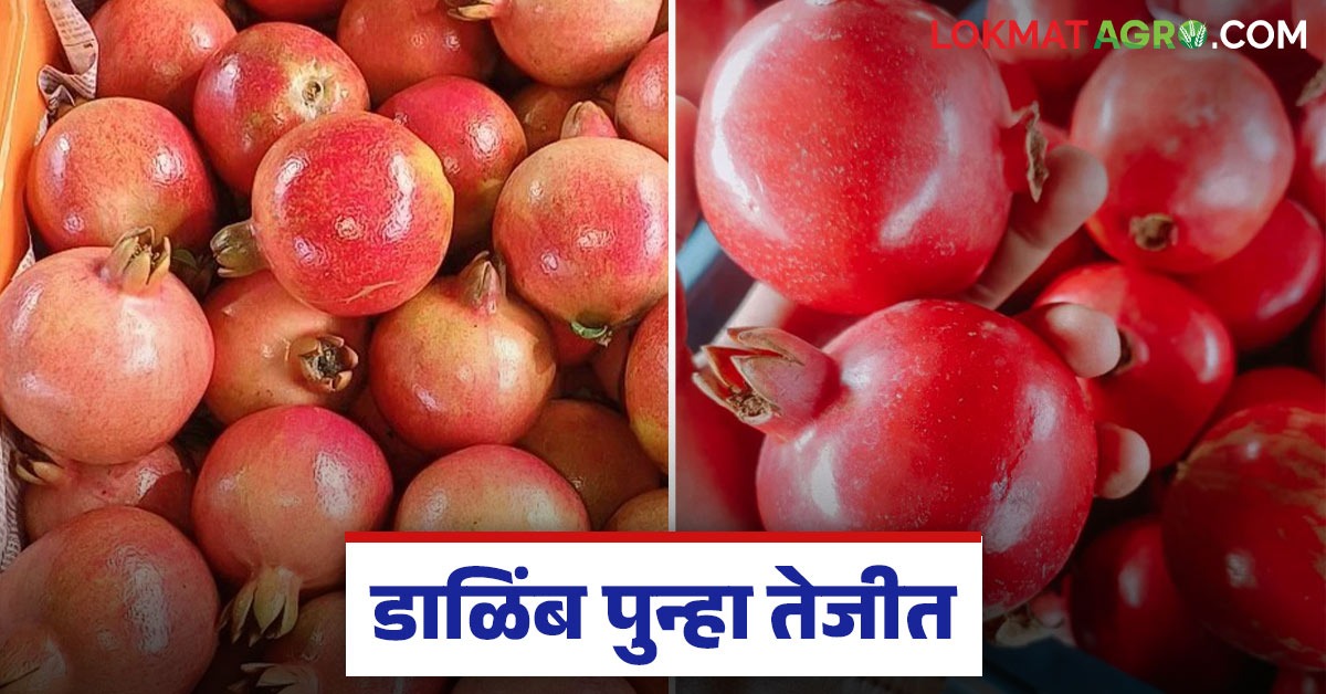 डाळिंबाच्या दराने पुन्हा घेतली उसळी; वाचा कोणकोणत्या बाजारात मिळतोय ...