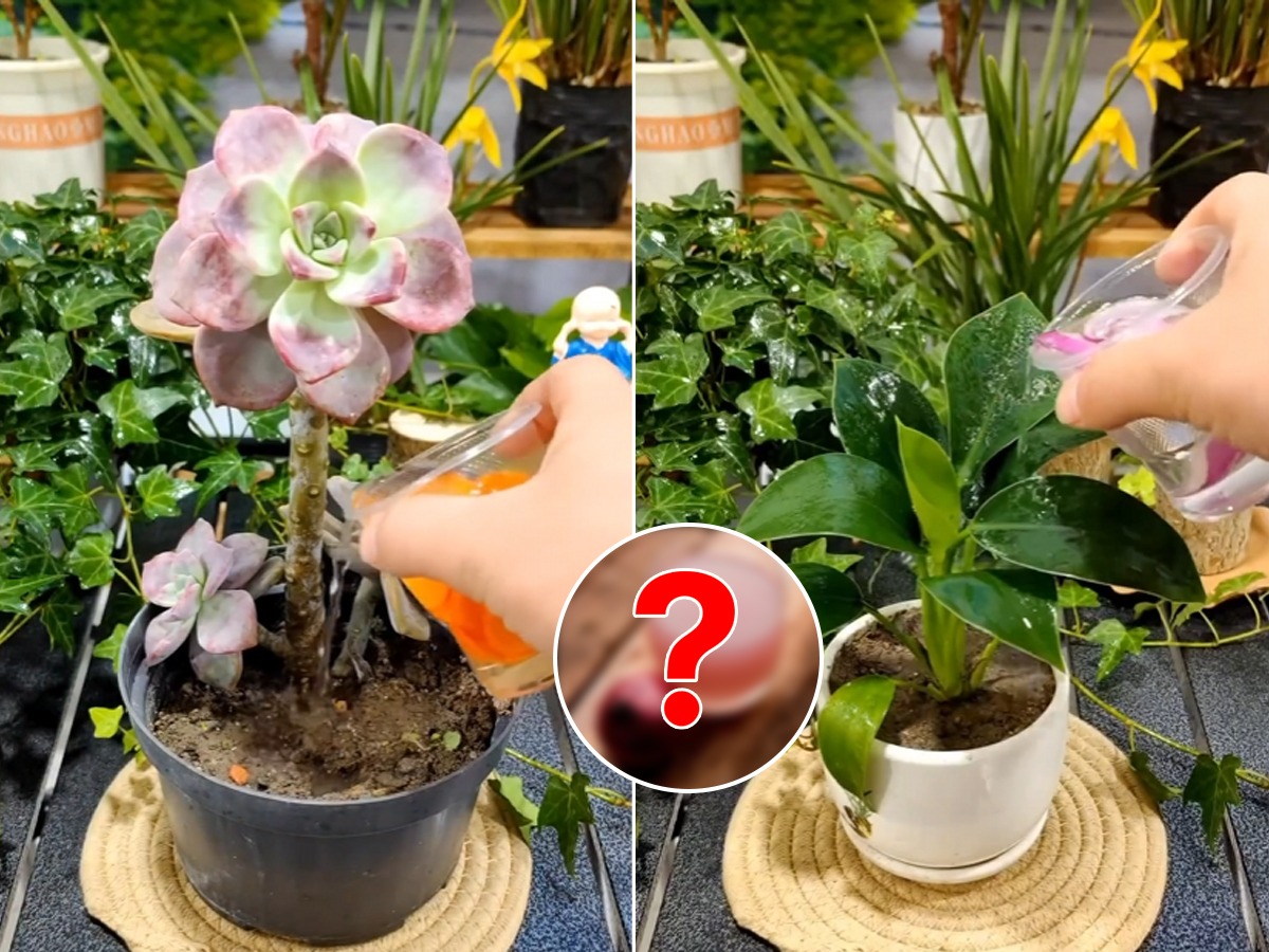 ५ पदार्थ पाण्यात मिसळून ते पाणी कुंडीतल्या रोपांना घाला,पानं दिसणार