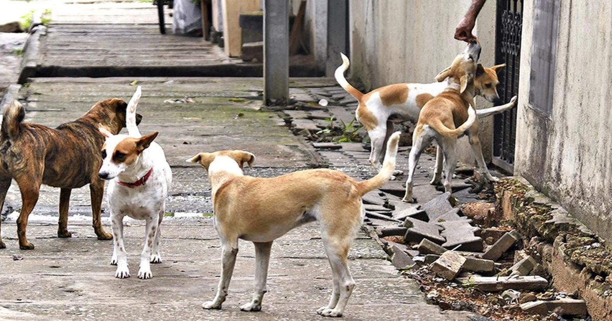 7 भटक्या कुत्र्यांनी चिमुरडीचे 46 सेकंद लचके तोडले, शरीरावर असंख्य जखमा, 90 टाके