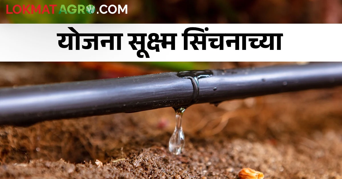ड्रीप करताय? किती मिळेल अनुदान आणि कुठे कराल अर्ज For drip irrigation