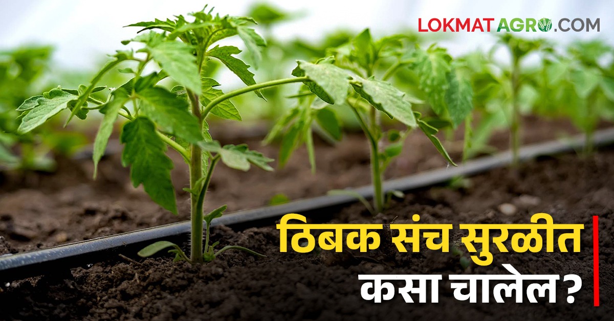 Drip Irrigation फळझाडांसाठी ठिबक सिंचन केलंय? हे करा झाडांना कमी पडणार ...