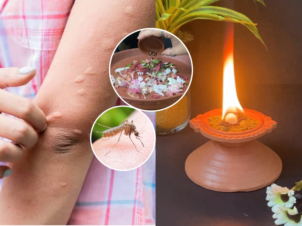पावसामुळे डास आणि माश्यांचा सुळसुळाट? १ सोपा घरगुती उपाय, डास-माश्या ...