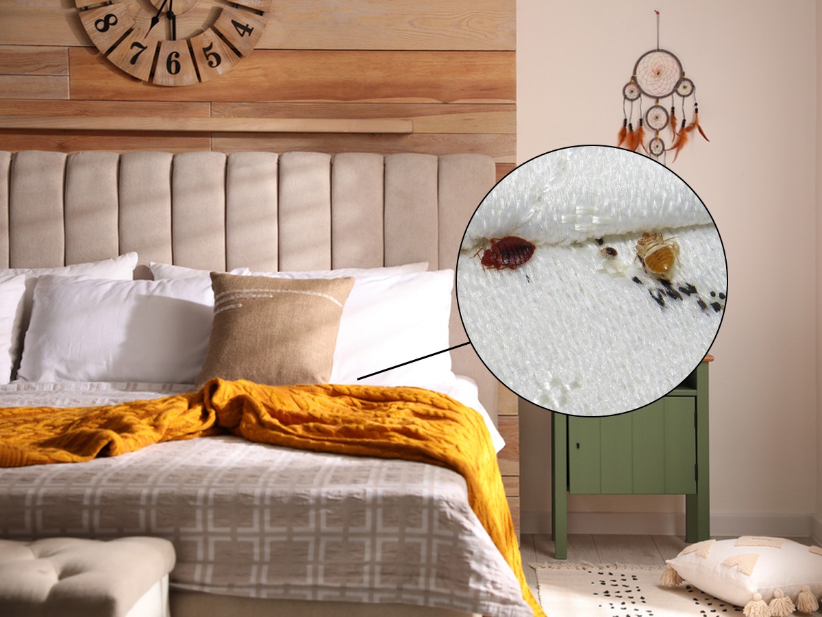 घरातल्या फर्निचरला, गाद्यांना ढेकूण झालेत, चावल्याने सतत झोपमोड होते