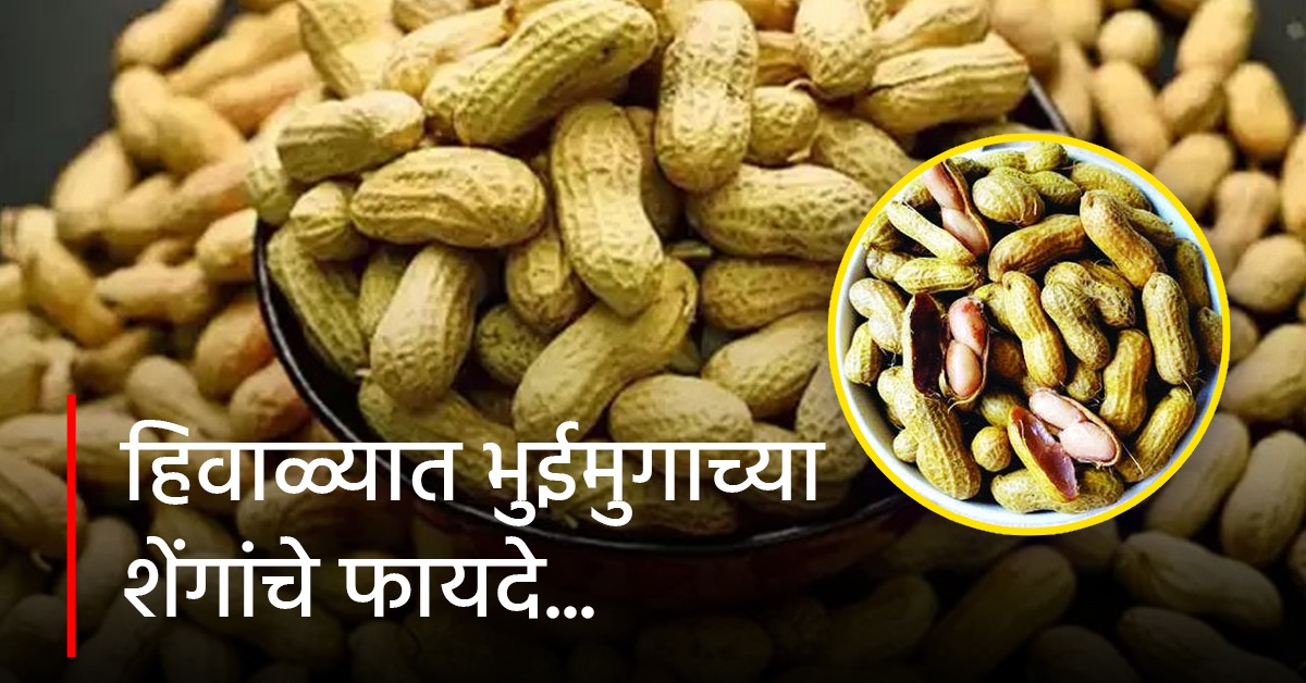 हिवाळ्यात भुईमुगाच्या शेंगा खाण्याचे फायदे, अनेक समस्या होतील दूर