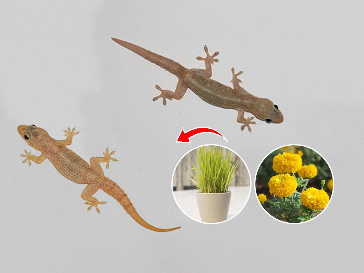 घरात सतत पाली येतात? पालींचा सुळसुळाट कमी करण्यासाठी लावा ४ रोपं, दिसेल