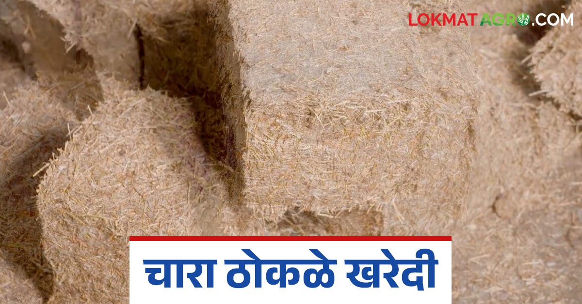 Fodder Block Business Fodder Block : जनावरांसाठी चारा ठोकळे घरच्या घरी कसे तयार करायचे? वाचा ...