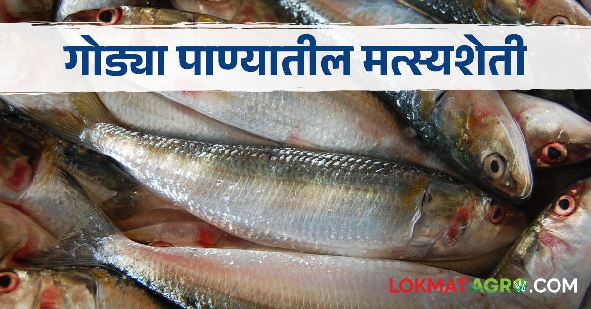 Marathi Fish Fishery गोड्या पाण्यातील मत्स्यशेती करताय; कोणत्या जातीचे मासे आणाल ...