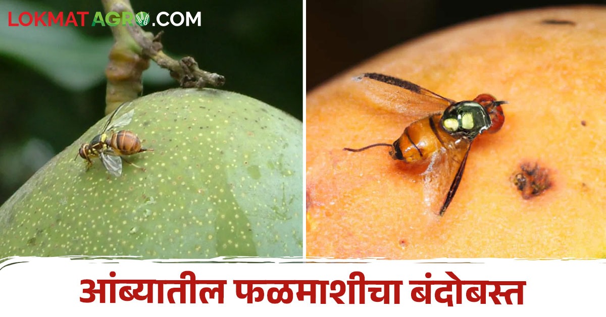 Manabe Mango आंबा पिकातील फळमाशीचे व्यवस्थापन करण्यासाठी सोपे उपाय | Simple ...