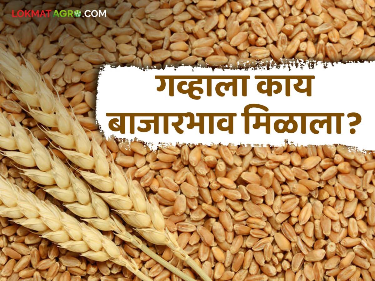 Gahu Bajarbhav : 2189 गव्हाला चांगला बाजारभाव मिळतोय, वाचा आजचे ...