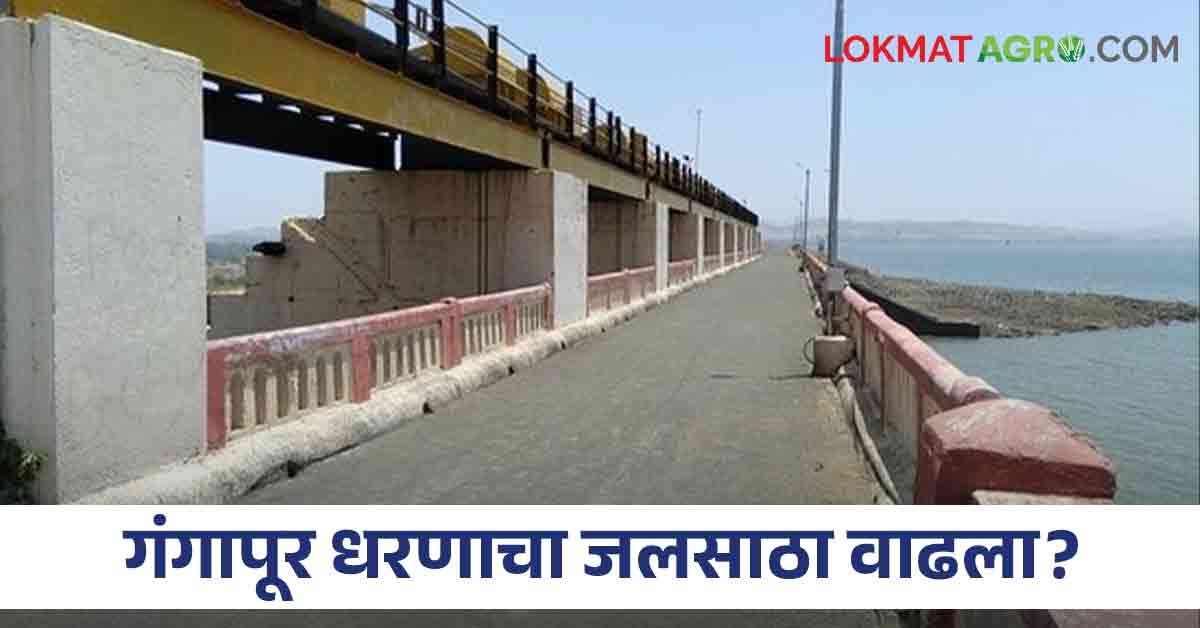 Gangapur Dam : गंगापूर, गिरणा, भावली धरणात किती पाणी आलं, जाणून घ्या ...