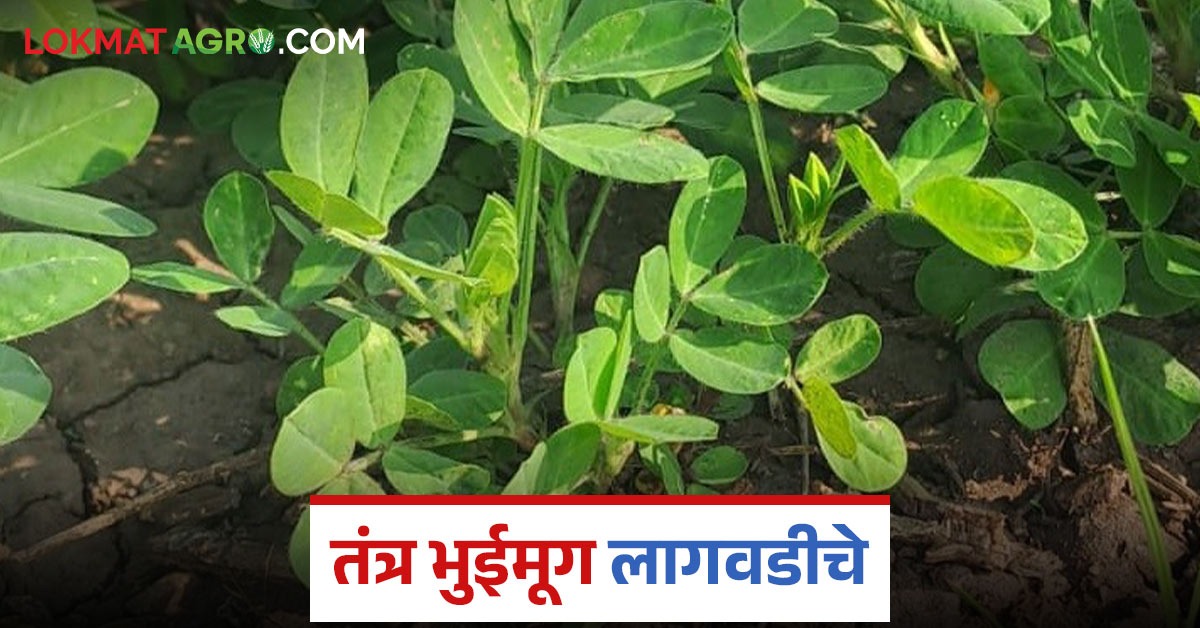 पाण्याचा निचरा होणाऱ्या जमिनीत खरीपातही भुईमूग लागवड शक्य; कसे कराल ...