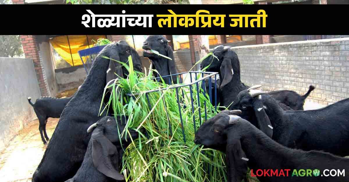 Goat Farming शेळीपालन करताय: या आहेत शेळ्यांच्या टॉप पाच जाती | Goat ...