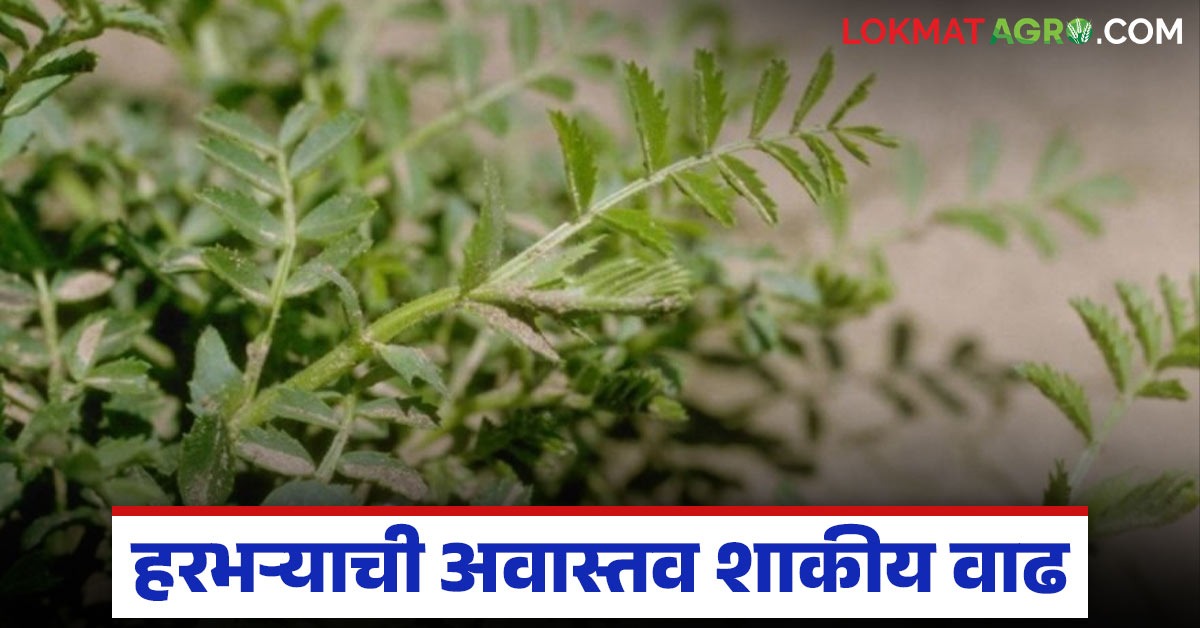 हरभऱ्याची अवास्तव शाकीय वाढ कशामुळे होते, त्यावर उपाय काय करावा, वाचा ...