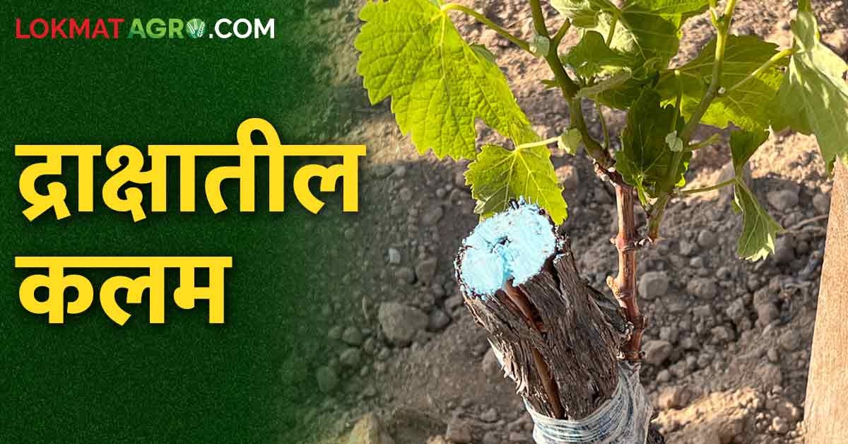 Grape Grafting द्राक्षात खुंट रोपावर कसे केले जाते कलम | Grape Grafting ...