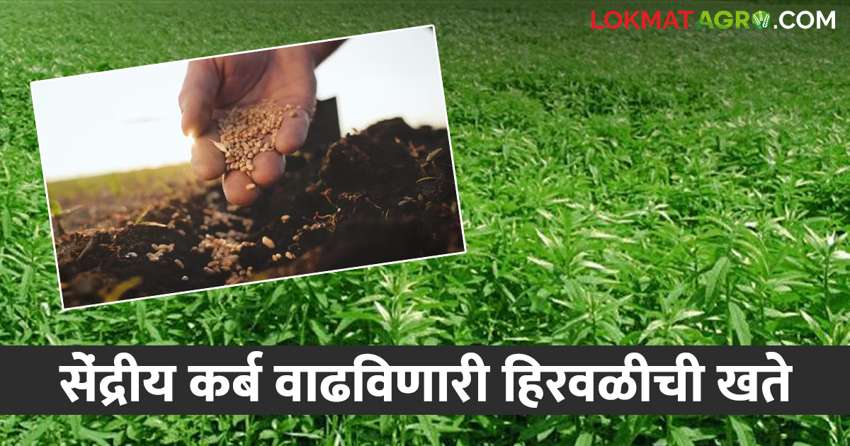 Green Manure हिरवळीचे खते देईल साथ; जमिनीची सुपीकता राखत उत्पन्नात होईल ...