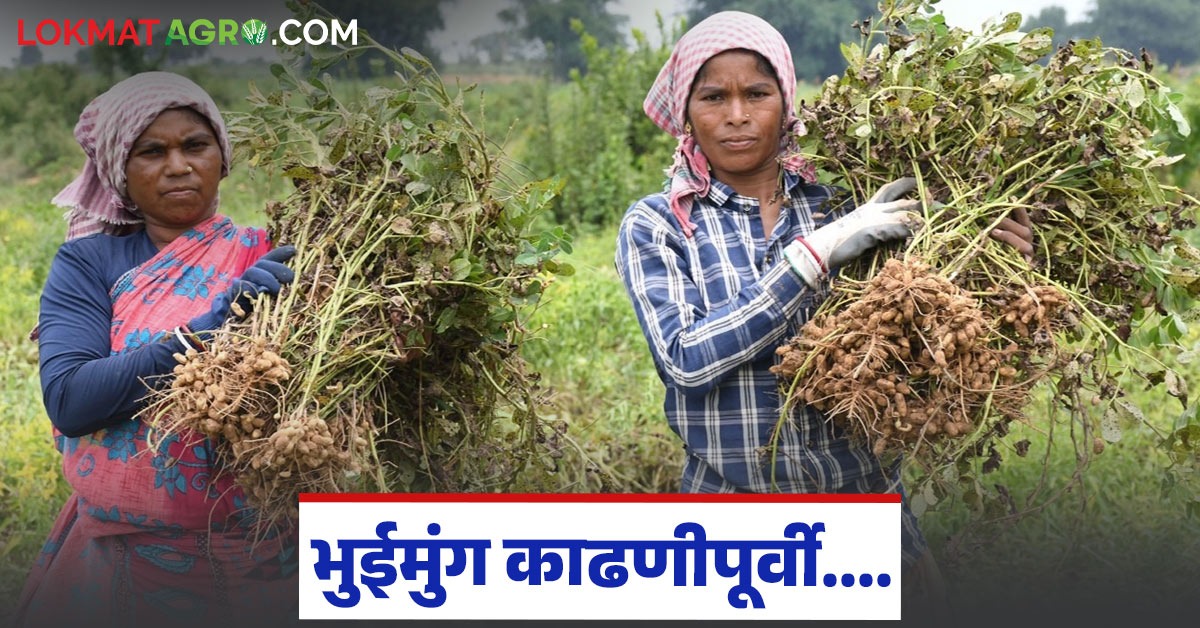 Bhuimung Harvest : भुईमुगाची काढणी नेमकी कधी करावी, काय संकेत असतात ...