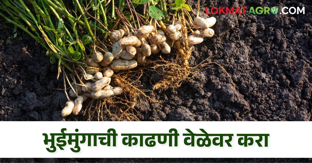 Crop Management : भुईमुंगाची काढणी कधी करावी? स्टेप बाय स्टेप समजून ...