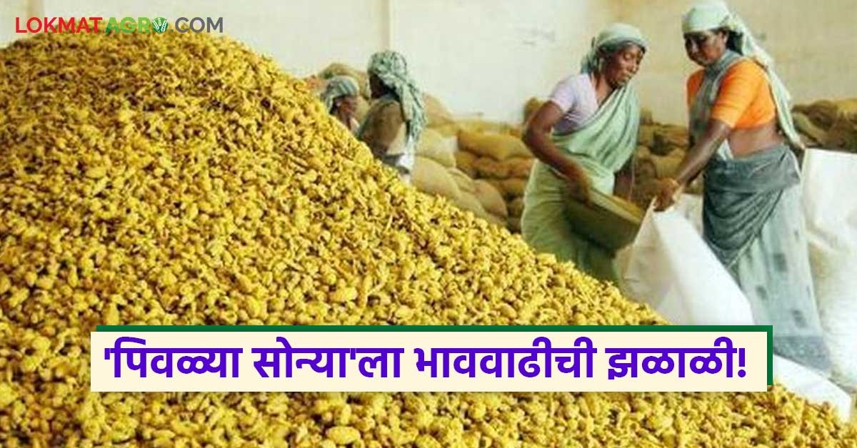 latest news Halad Market Update read in details