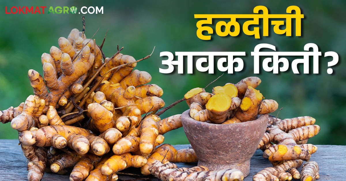 latest news Halad Market arrivals Update read in details