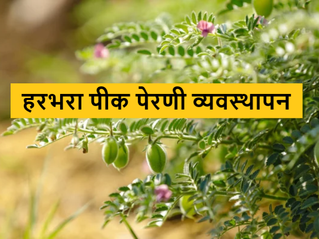 Harbhara Crop Management : 'हे' लागवड तंत्र वापरा, हरभरा पिकाचे उत्पादन ...