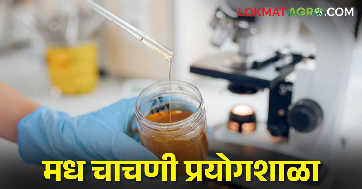 देशातील पाचवी मध चाचणी प्रयोगशाळा रांचीत, पूर्व भारतात आता मधाची