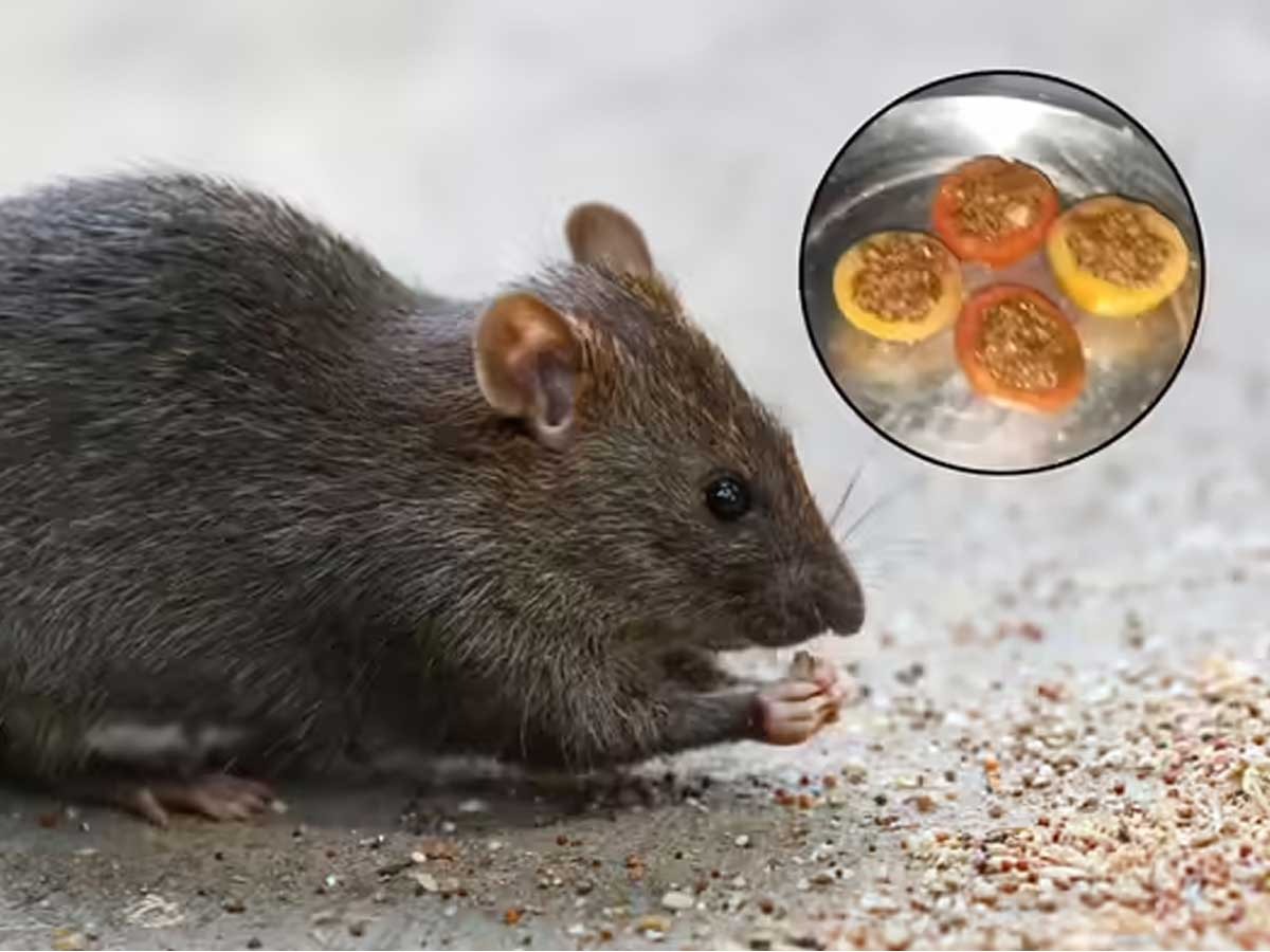 Removing Rats अर्धा टोमटो - आल्याचा तुकडा, उंदरांना पळवण्याचा घरगुती उपाय - होईल ...