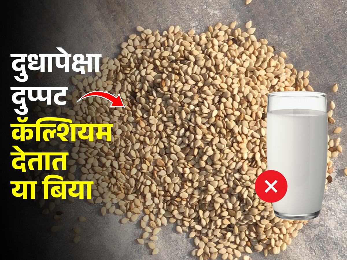 कॅल्शियम हवंय, दूध प्यायला नको? रोज १ चमचा या बिया खा, शरीर पोलादी होईल