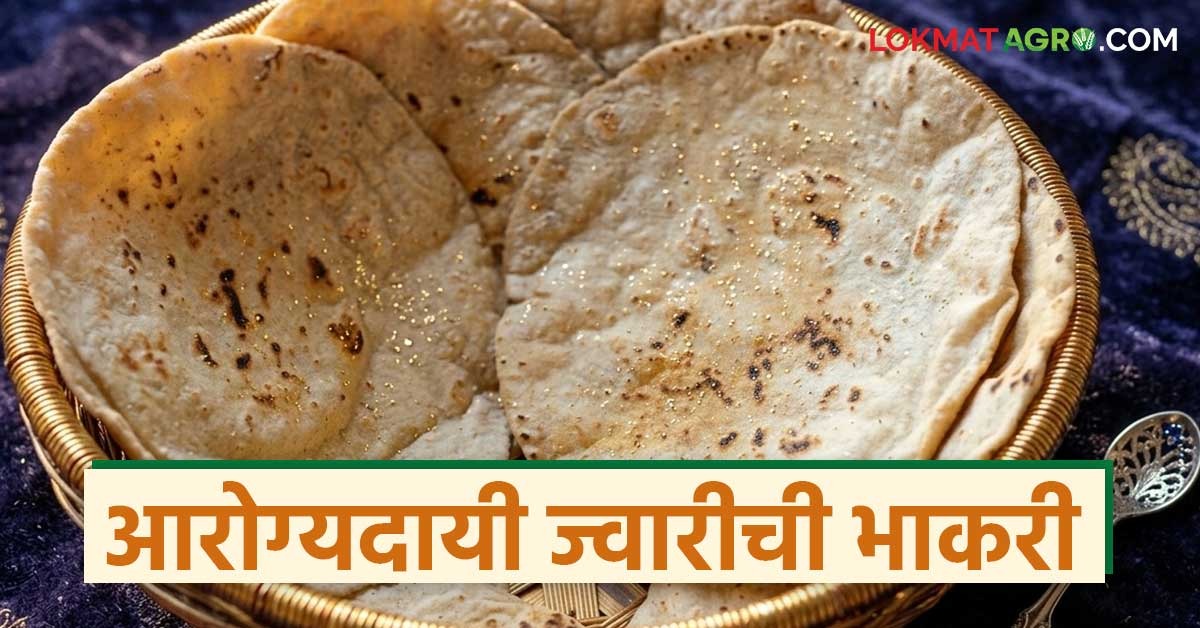 पचनसंस्था सुधारते, वजन कमी करते, साखरेवर नियंत्रण ठेवते, 'ही' भाकर ...