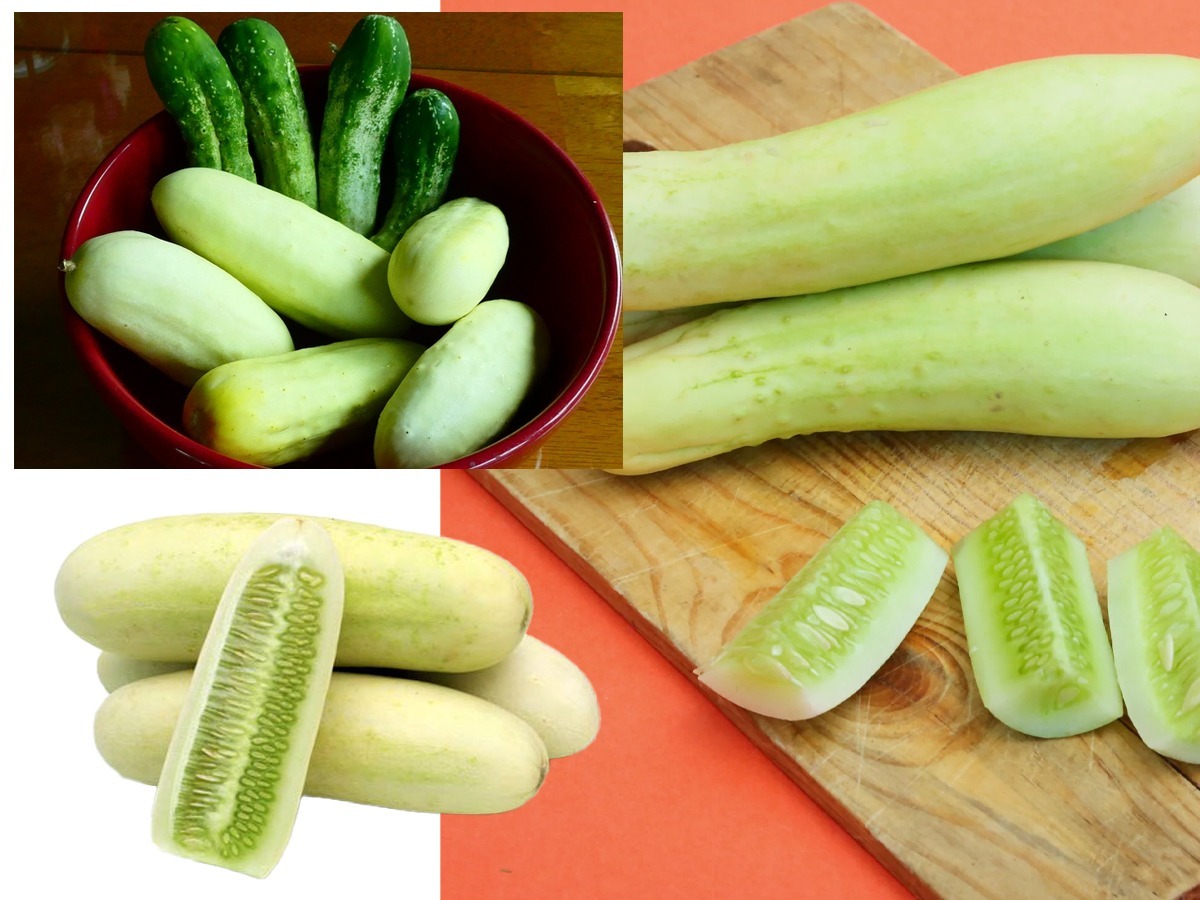 काकडी कडू लागली तर खावी की नाही? काकडी विकत घेताना आणि खाताना विसरु