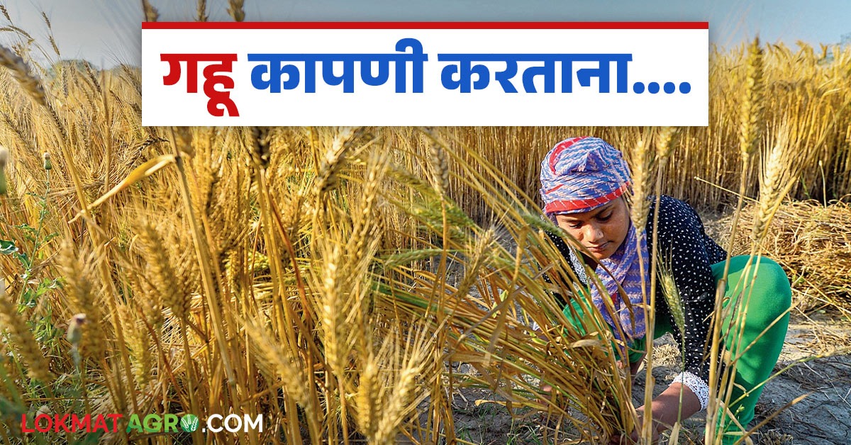 Gahu Kadhani : गहू काढणीच्यावेळी 'या' गोष्टी हमखास लक्षात ठेवा, जाणून ...