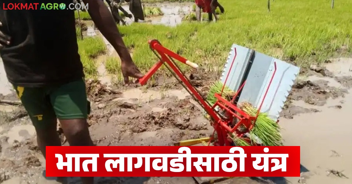 Bhat Lagvad : यंत्राद्वारे भाताची लागवड, मजुरीत 70 टक्के बचत, जाणून ...