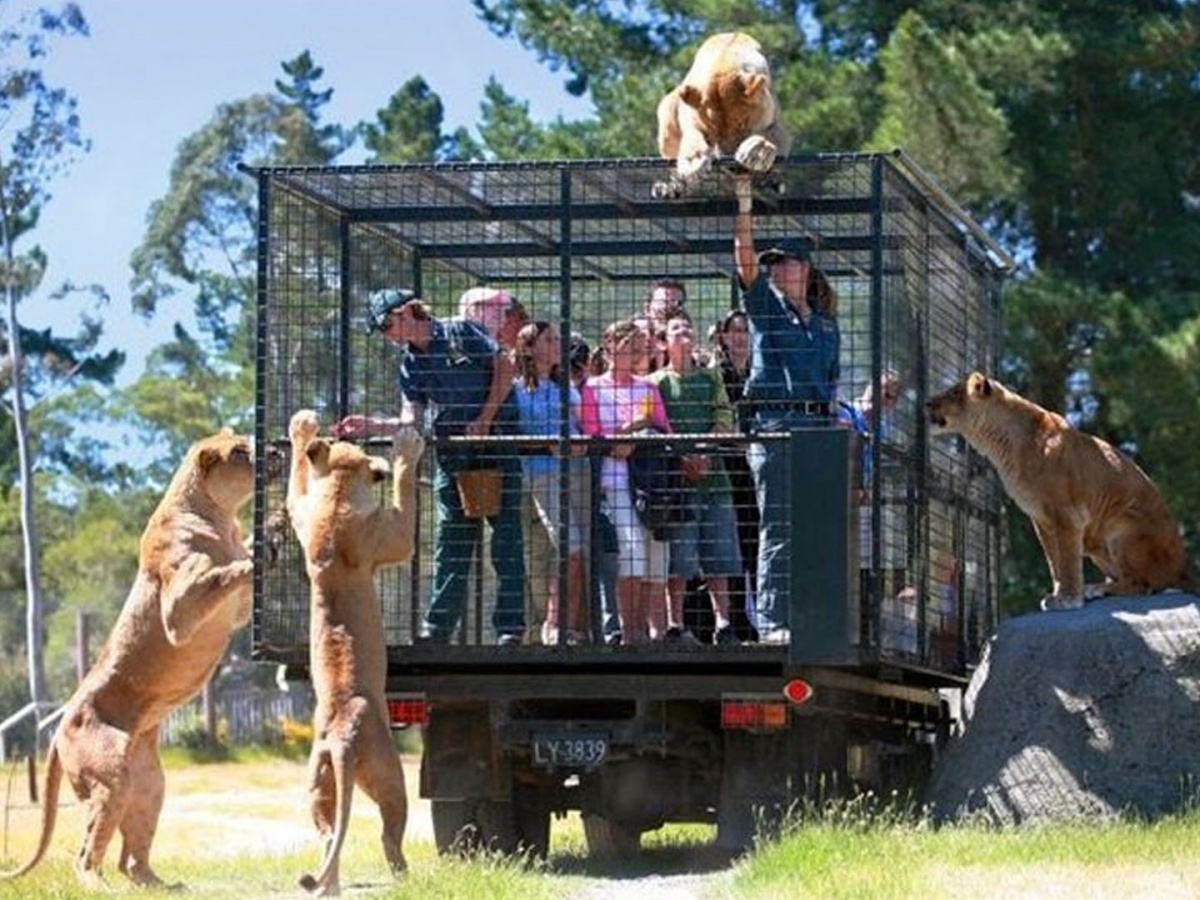 Zoo animals park. Зоопарк Орана в новой Зеландии. Парк Orana Wildlife Крайстчерча. Зоопарк в Китае люди в клетках. Ранкагуа Чили зоопарк.