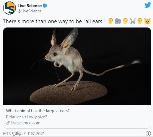 Which animal has the largest ears?