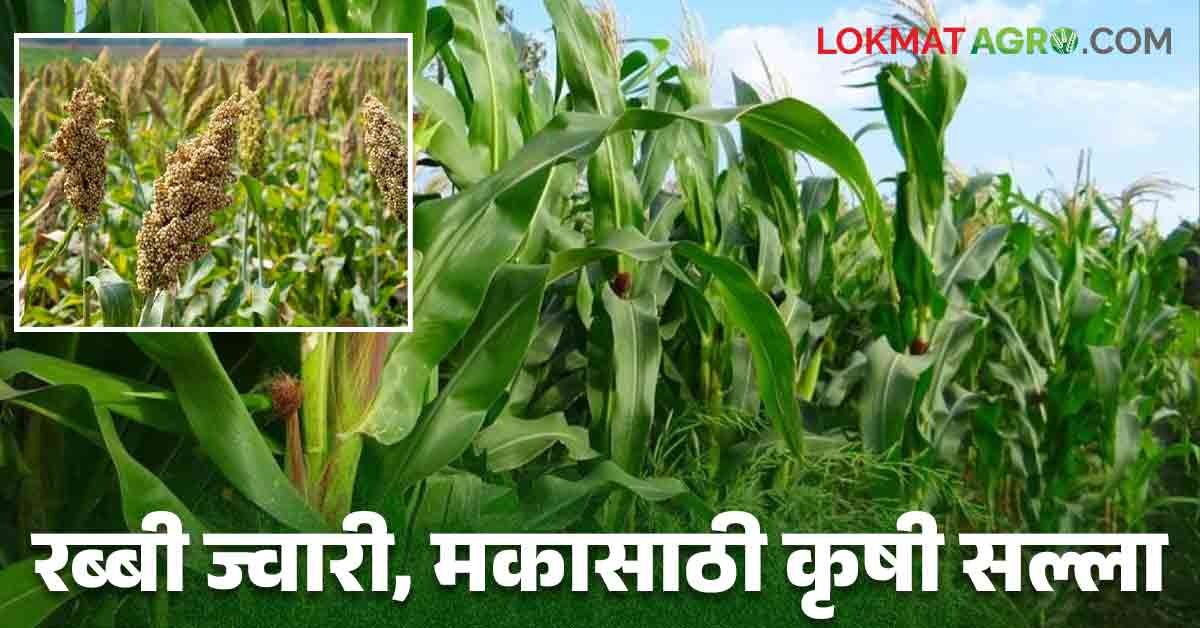 Rabbi Jawar Maize Crop : रब्बी ज्वारीसाठी आंतरमशागत आणि मका पेरणीसाठी ...